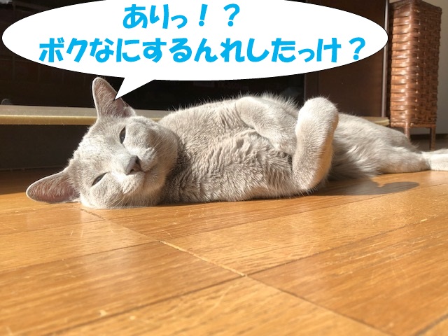 f:id:LoveRussianBlue:20181219012306j:plain