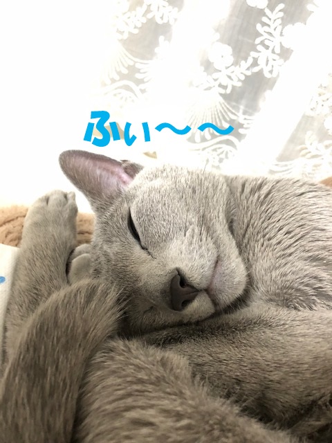 f:id:LoveRussianBlue:20181219012533j:plain