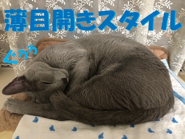 f:id:LoveRussianBlue:20181219015531j:plain