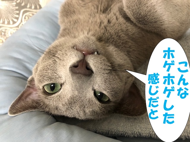 f:id:LoveRussianBlue:20181223232532j:plain