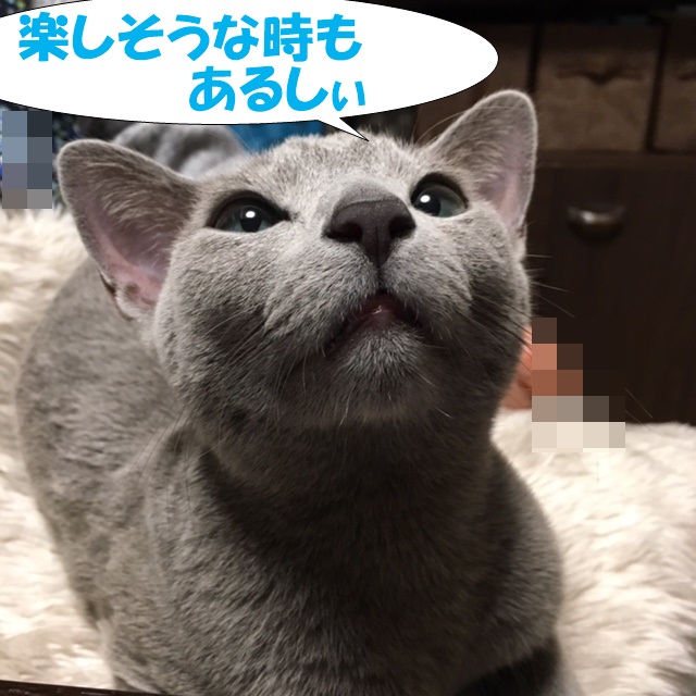 f:id:LoveRussianBlue:20181223232739j:plain