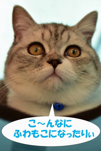 f:id:LoveRussianBlue:20181223232943j:plain