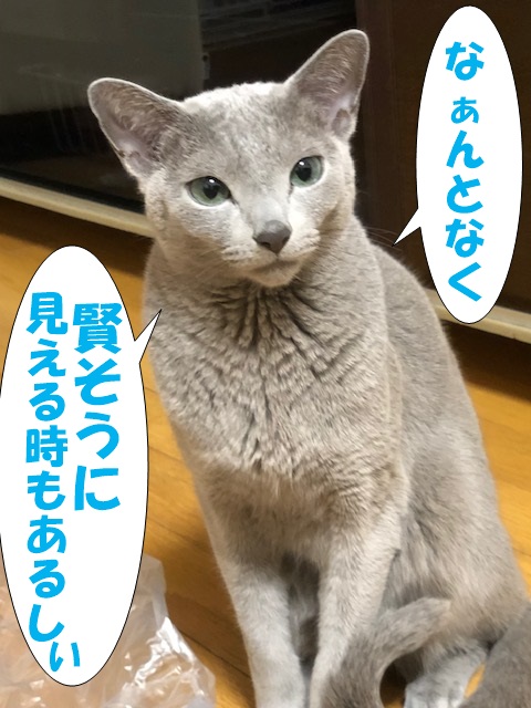 f:id:LoveRussianBlue:20181223233627j:plain