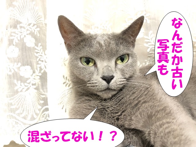 f:id:LoveRussianBlue:20181223233838j:plain