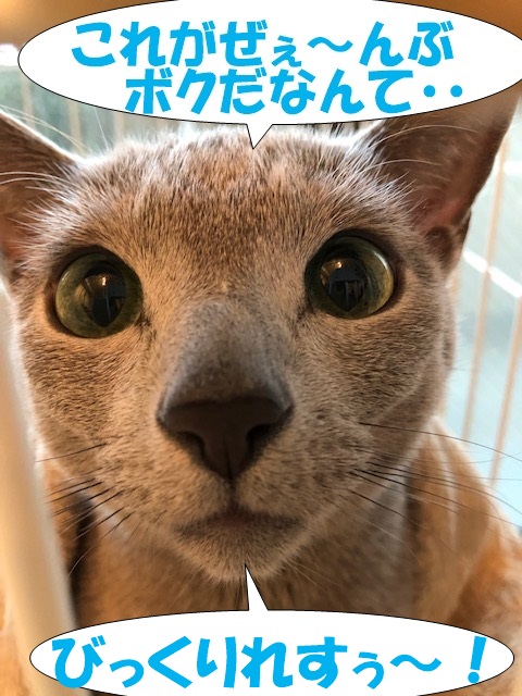 f:id:LoveRussianBlue:20181223233939j:plain