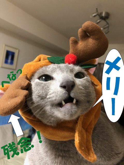 f:id:LoveRussianBlue:20181224234201j:plain