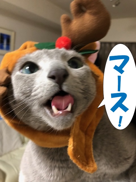 f:id:LoveRussianBlue:20181224234227j:plain