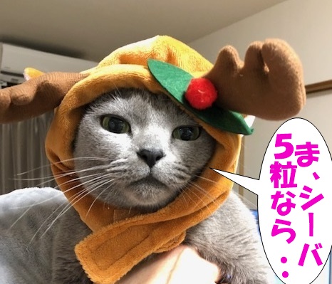 f:id:LoveRussianBlue:20181224234945j:plain
