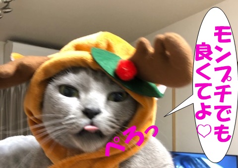 f:id:LoveRussianBlue:20181224235122j:plain