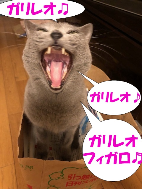 f:id:LoveRussianBlue:20181225000101j:plain