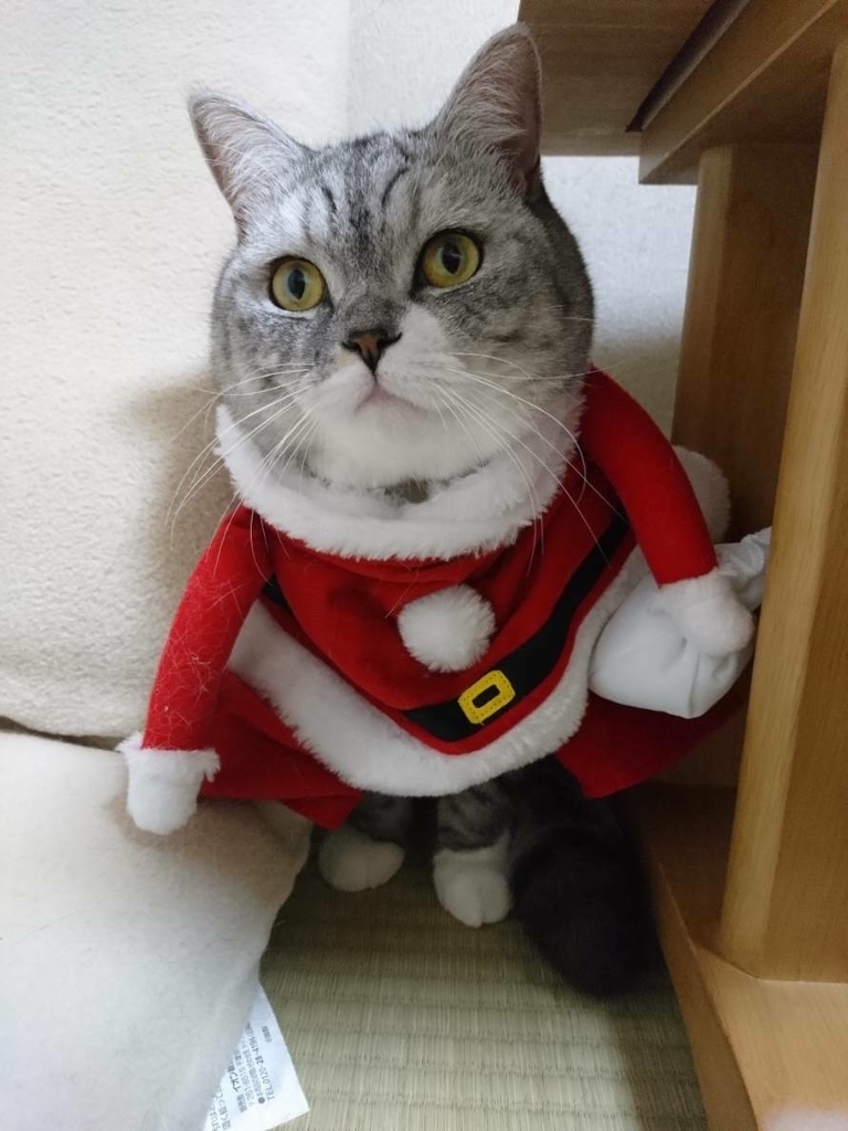 f:id:LoveRussianBlue:20181225002729j:plain