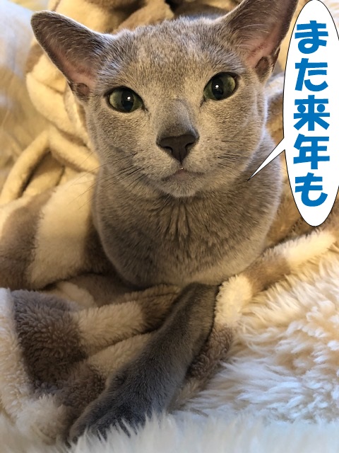 f:id:LoveRussianBlue:20181231230111j:plain