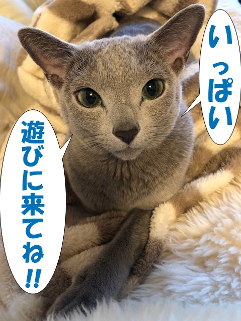 f:id:LoveRussianBlue:20181231230124j:plain