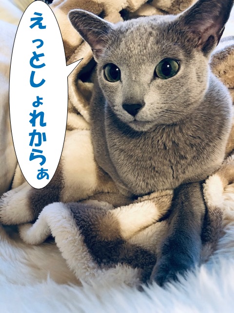 f:id:LoveRussianBlue:20181231230143j:plain