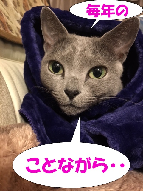 f:id:LoveRussianBlue:20181231231837j:plain