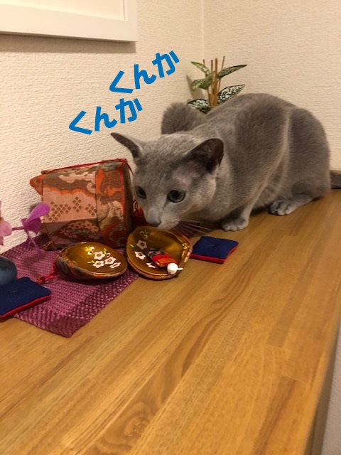 f:id:LoveRussianBlue:20190219231542j:plain