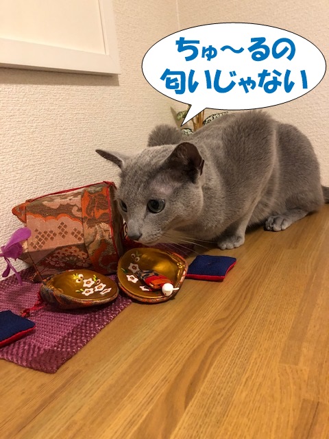 f:id:LoveRussianBlue:20190219231604j:plain