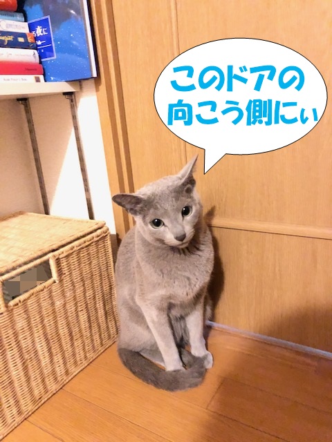 f:id:LoveRussianBlue:20190311232447j:plain