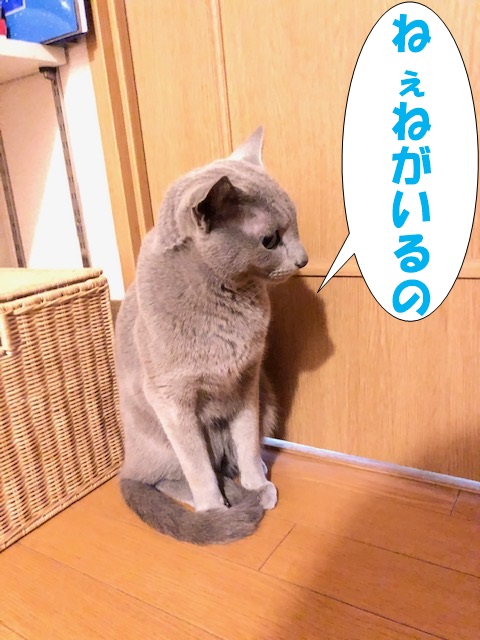 f:id:LoveRussianBlue:20190311232502j:plain