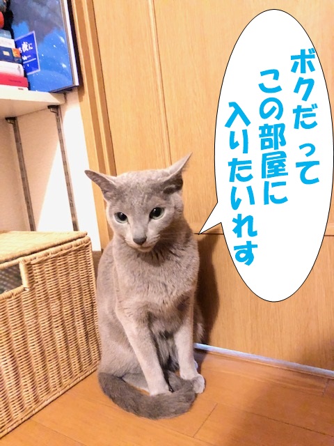 f:id:LoveRussianBlue:20190311232557j:plain