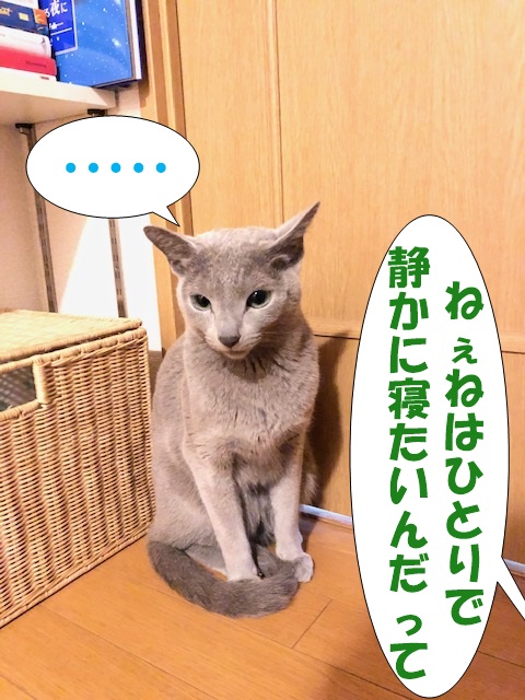 f:id:LoveRussianBlue:20190311232628j:plain