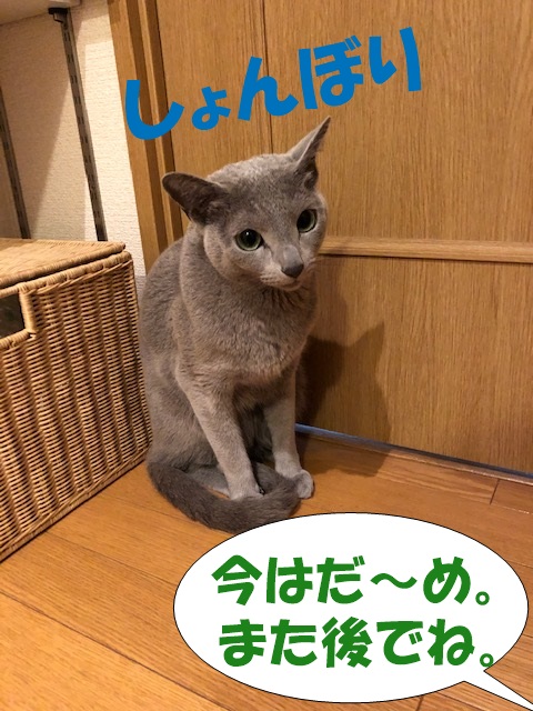 f:id:LoveRussianBlue:20190311232917j:plain