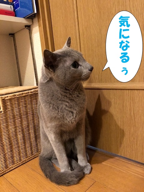 f:id:LoveRussianBlue:20190311233018j:plain