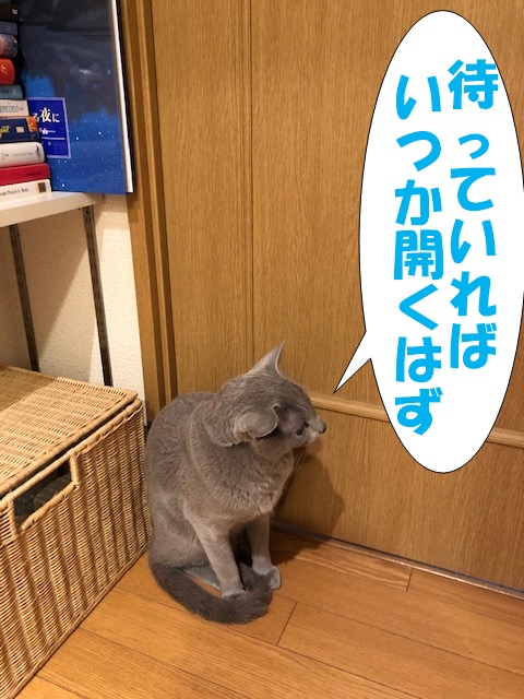 f:id:LoveRussianBlue:20190311233035j:plain