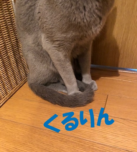 f:id:LoveRussianBlue:20190311233128j:plain