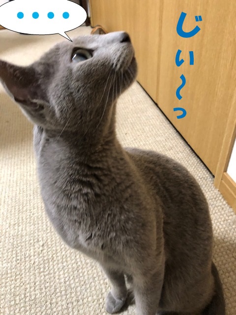 f:id:LoveRussianBlue:20190311233422j:plain