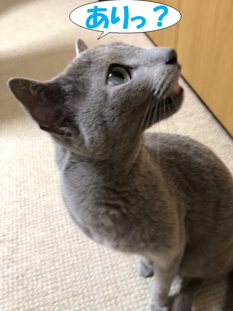 f:id:LoveRussianBlue:20190311233444j:plain