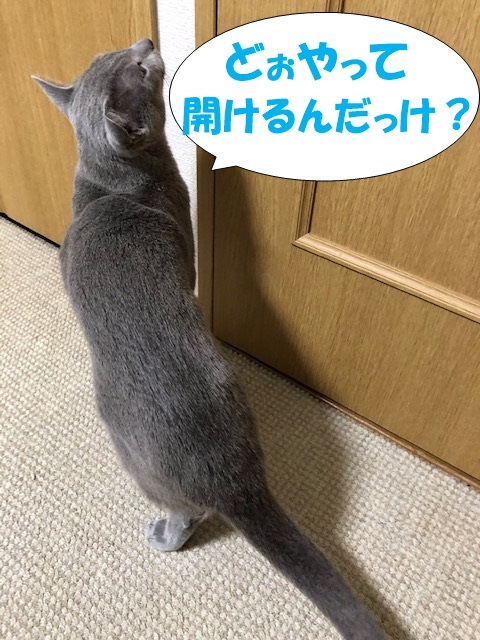 f:id:LoveRussianBlue:20190311233516j:plain