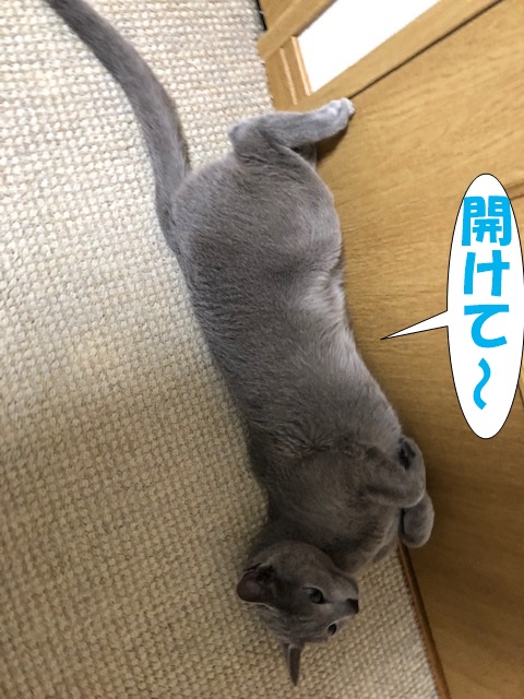 f:id:LoveRussianBlue:20190311233558j:plain