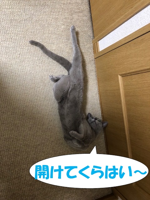 f:id:LoveRussianBlue:20190311233645j:plain