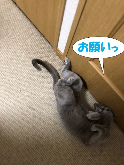 f:id:LoveRussianBlue:20190311233701j:plain