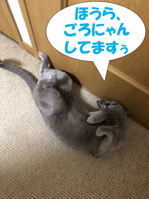 f:id:LoveRussianBlue:20190311233720j:plain
