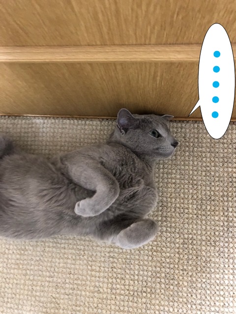 f:id:LoveRussianBlue:20190311233755j:plain