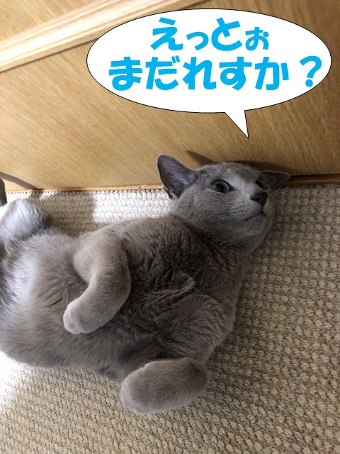 f:id:LoveRussianBlue:20190311233817j:plain