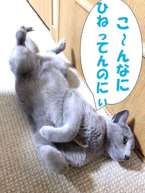 f:id:LoveRussianBlue:20190311233844j:plain