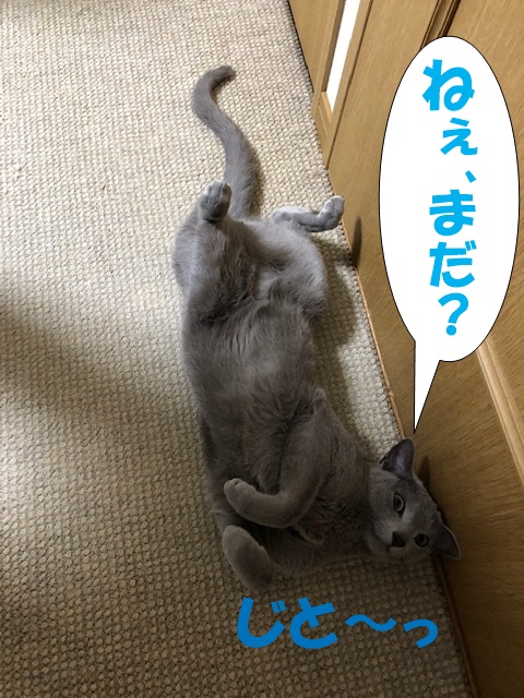 f:id:LoveRussianBlue:20190311233951j:plain