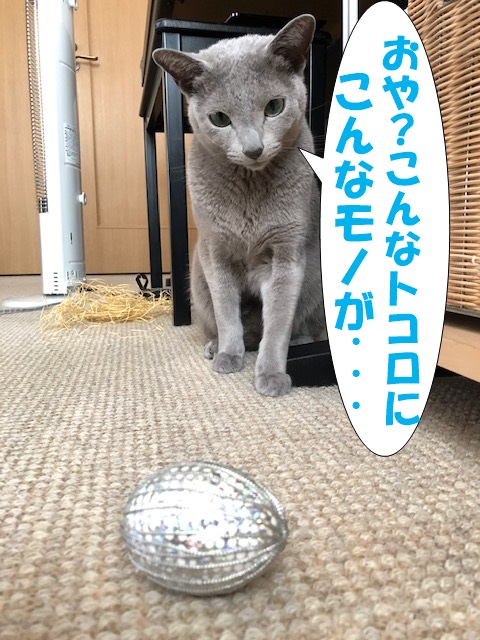 f:id:LoveRussianBlue:20190410215813j:plain