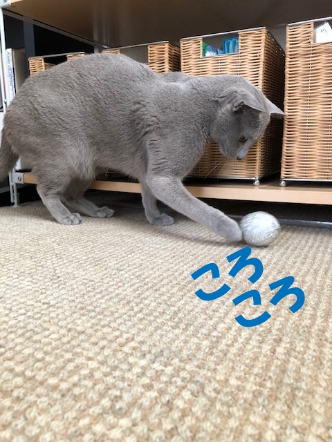 f:id:LoveRussianBlue:20190410221038j:plain