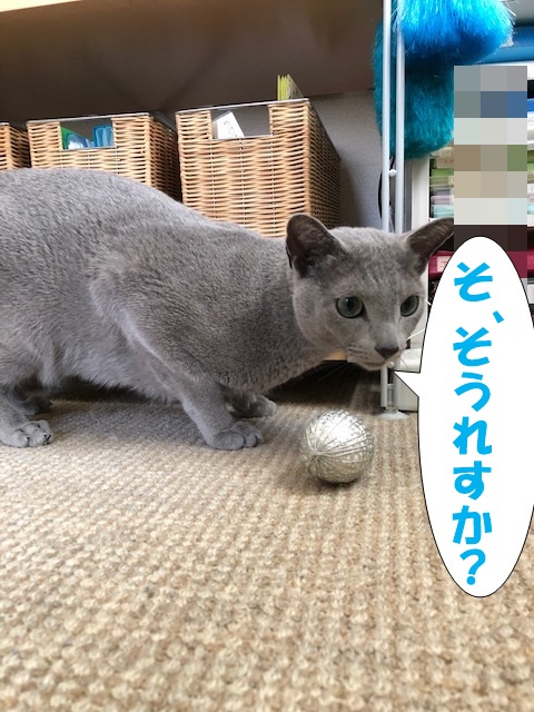 f:id:LoveRussianBlue:20190410221130j:plain