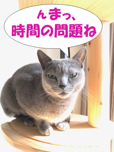 f:id:LoveRussianBlue:20190410223701j:plain