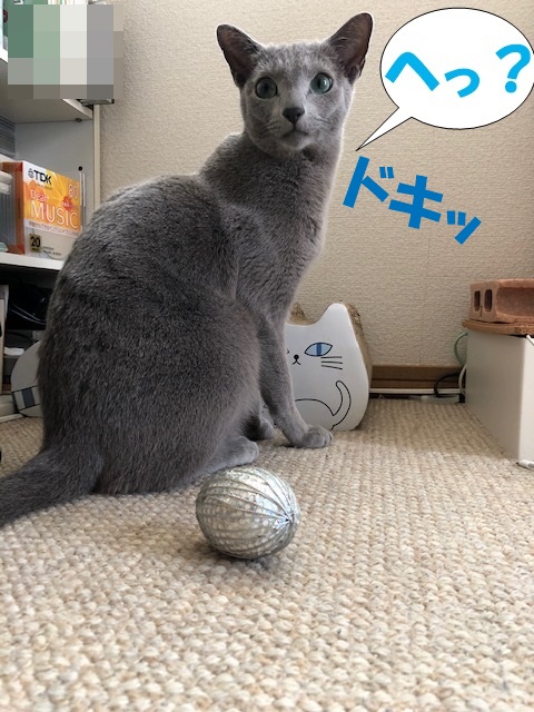 f:id:LoveRussianBlue:20190411113246j:plain