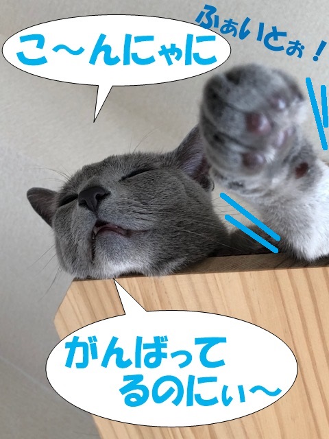 f:id:LoveRussianBlue:20190521210759j:plain