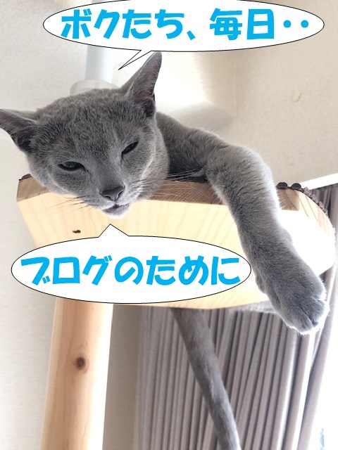 f:id:LoveRussianBlue:20190521211052j:plain