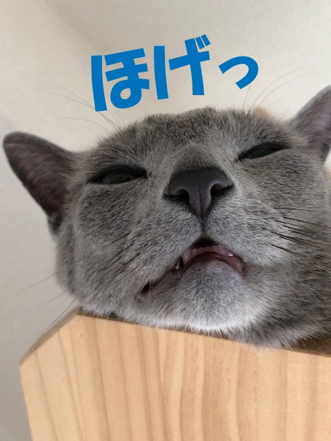 f:id:LoveRussianBlue:20190521211125j:plain
