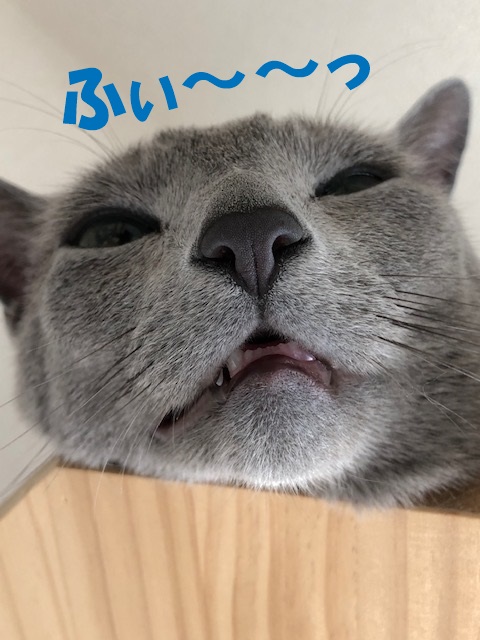 f:id:LoveRussianBlue:20190521211222j:plain
