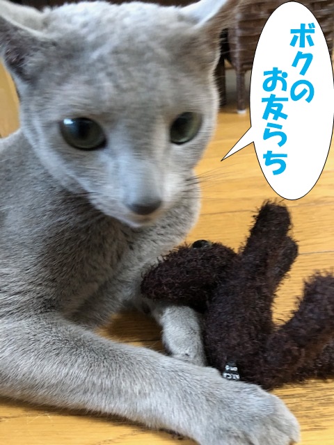 f:id:LoveRussianBlue:20190521213100j:plain
